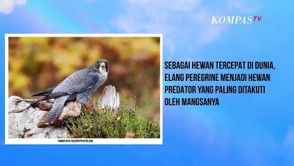 Hewan Tercepat di Dunia Bukan Cheetah, Lalu Apa?