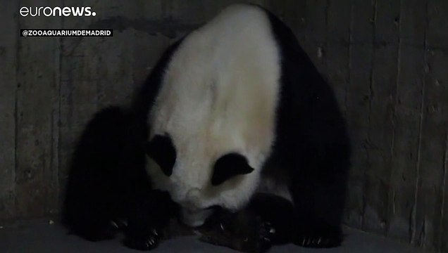 В Мадридском зоопарке родились панды-близнецы