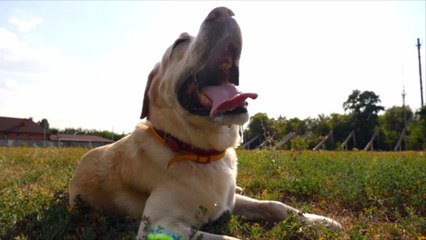Do Dogs Sweat? And How To Help Them Cool Down In The Dog Days of Summer
