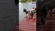 Poodle Gracefully Steps Right Off Dock