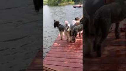 Poodle Gracefully Steps Right Off Dock