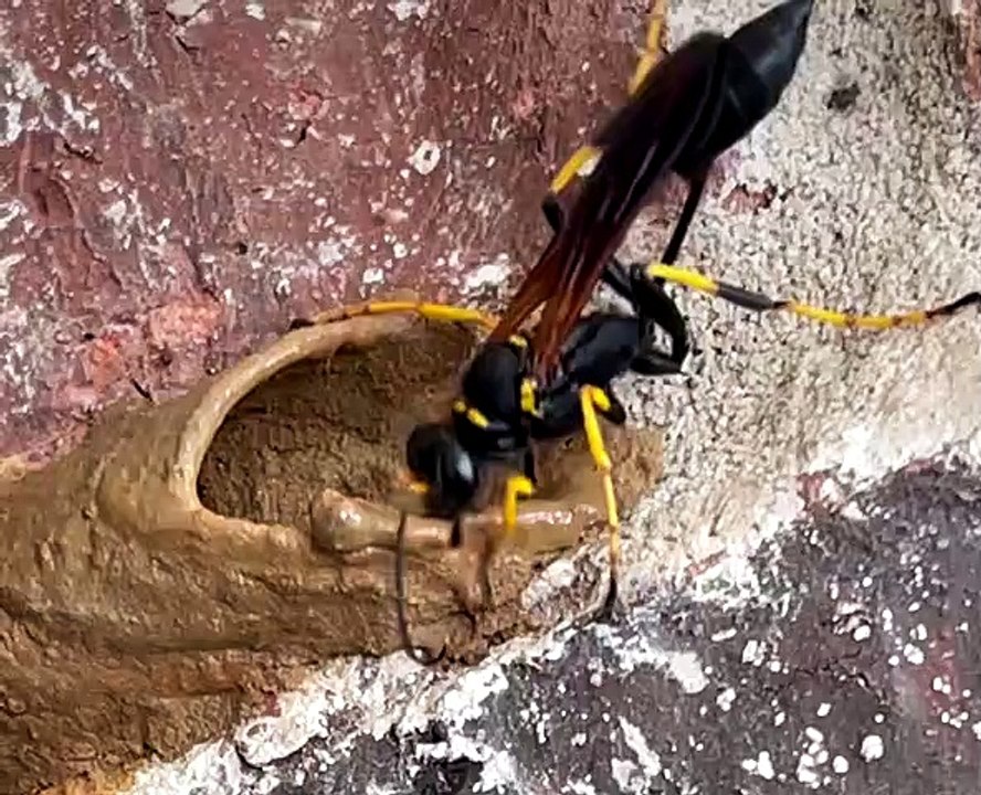 Dirt Dauber Builds Its Mud House