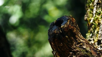 Corea salvaje - Episodio 2: Más allá de las fronteras