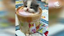 Gatos Graciosos - Videos de Risa de Gatos Chistosos #231