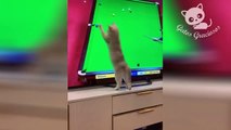 Gatos Graciosos - Videos de Risa de Gatos Chistosos #233