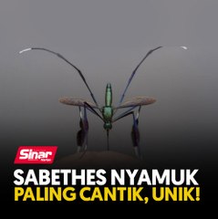Sabethes nyamuk paling cantik, unik!