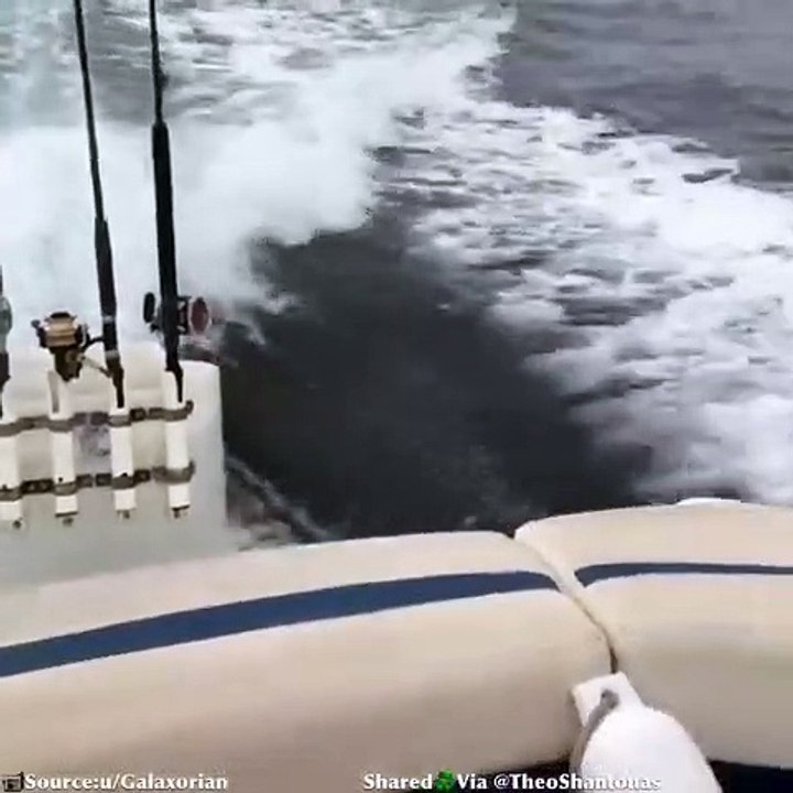 Orca Habol