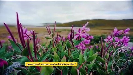 Environnement : comment sauver notre biodiversité ?
