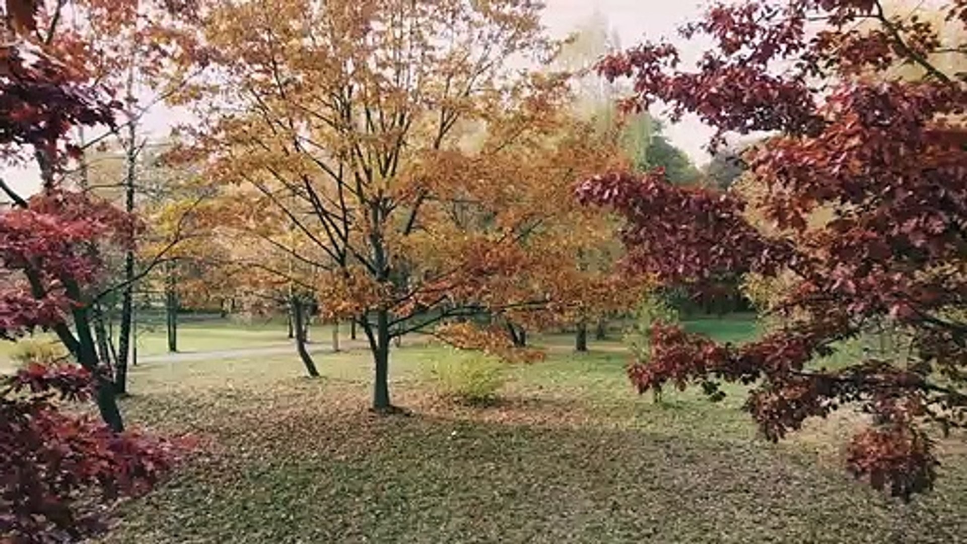 ⁣Beautiful Nature | Meditation Music | Peaceful Music | Stress Relief | Sleep Music | Study Music