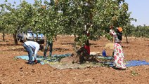 Geçen yıl tarlada 18 lira olan fıstığın kilosu 120 liraya satıldı! Bu yıl verim az olduğu için daha da pahalanacak