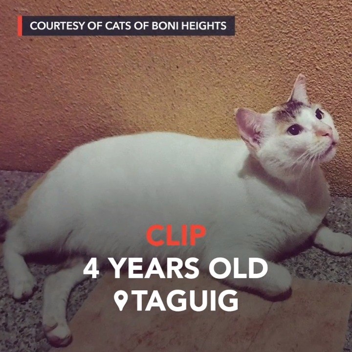 Clip the snake-slaying cat