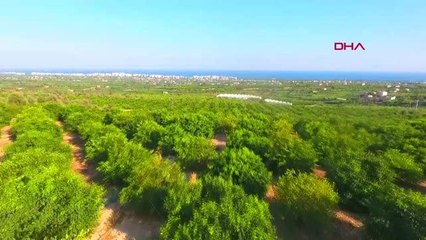 ERDEMLİ'DE YILIN İLK LİMON HASADI YAPILDI