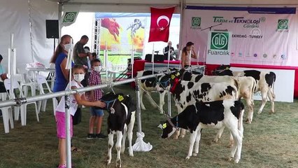 Tekirdağ'da "Buzağı Güzellik Yarışması" yapıldı