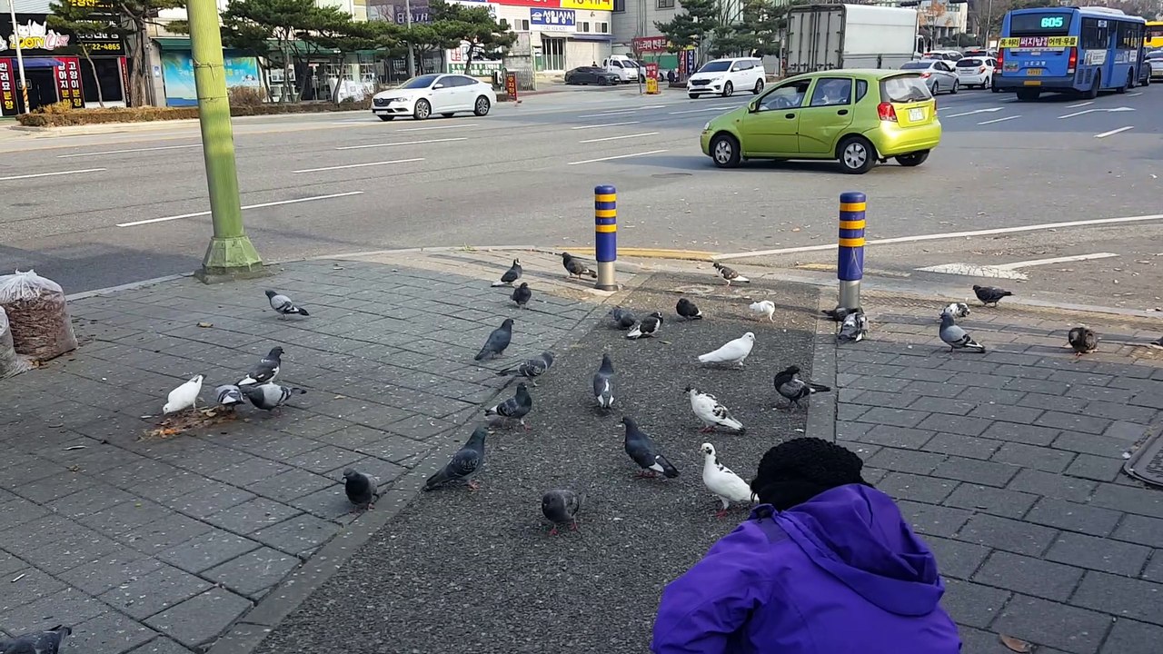 鳩の群衆