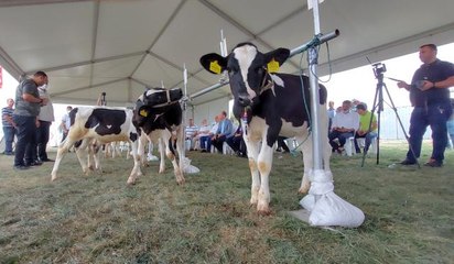 Buzağılar altın kazanmak için yarıştı