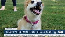 Lucky's Crew Animal Rescue holding charity calendar fundraiser