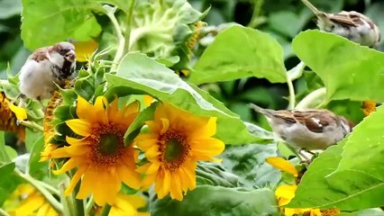 Relaxing Work and Study Music To Concentrate_58