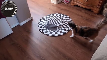 Cat pranked by the new vortex illusion rug 2021-réaction de folie par ce chat #catpranks #catday