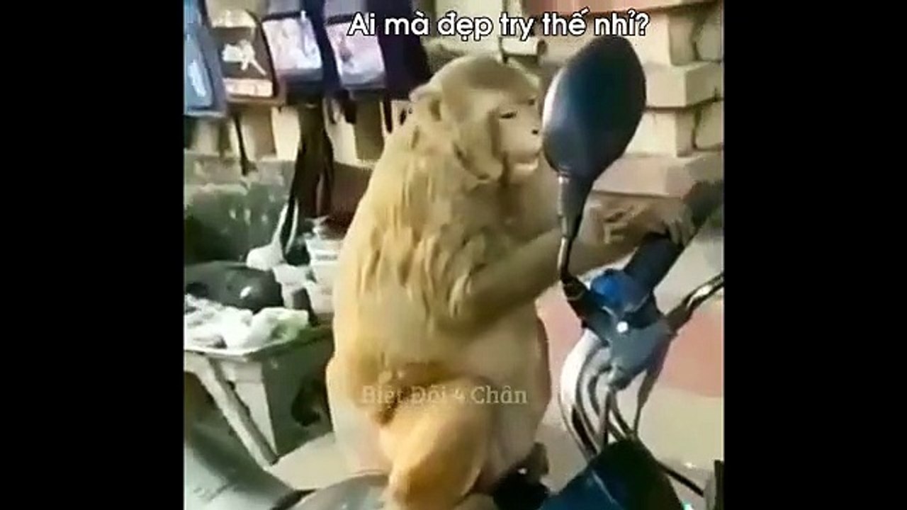 Animals also can make us laugh  by their diffreen actions very funny video  Đóng Tiền Mạng Chỉ Để Xem Bọn Động Vật Diễn Hề - Biệt Đội 4 Chân