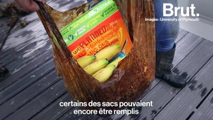 Les sacs "biodégradables" ne le seraient pas vraiment