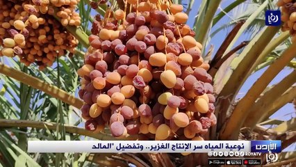 600 كيلوغرام إنتاج نخلة واحدة في الشونة الجنوبية.. والمزارع يكشف السر