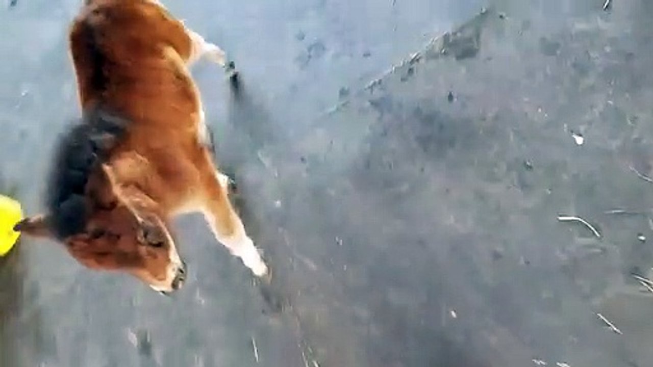 Quoi de plus mignon que ce mini cheval