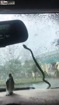 Quand un serpent joue les essuie-glaces sur ta voiture