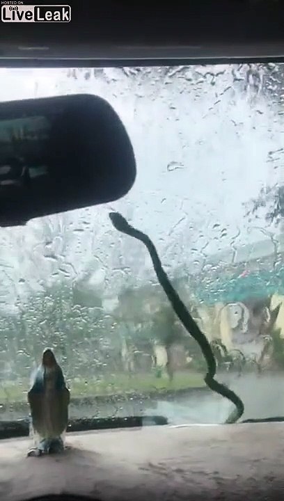 Quand un serpent joue les essuie-glaces sur ta voiture