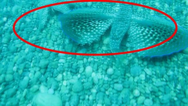 Denizin dibinde görülmemiş olay! Dişisi tehlikeye giren balık kanatlarını açıp, düşmana meydan okudu