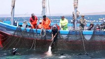 Tonno salvo, squalo no: la nuova lista rossa delle specie a rischio