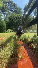 Playful Pooch Digs Trench for Stream