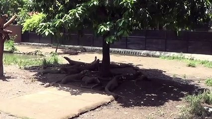 Quase 30% das espécies em risco de extinção
