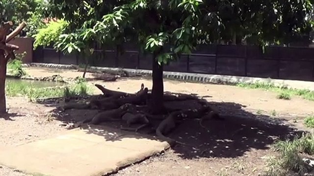 Quase 30% das espécies em risco de extinção