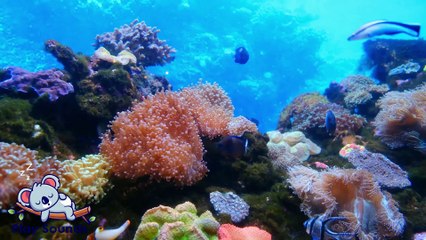 ▷ VIDEO relajante de PECES con sonido de ACUARIO para dormir en 15 minutos 