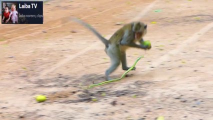Fake Snake Prank on Monkey| Funny Prank