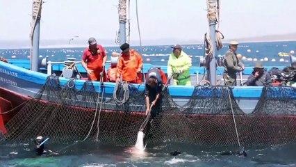 Biodiversité : 28% des espèces répertoriées sont menacées, alerte l'UICN