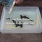 epoxy resin diorama hammer sharks underwater  Make Deep Sea Fish and Shark Diorama   Epoxy resin