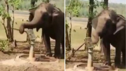 Çaresiz kalınca iş başa düştü! Tulumbadan su içen fil milyonlarca kez izlendi