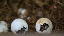 Yapay olarak üremesi sağlanan Çin timsahları yumurtadan çıkmaya başladı