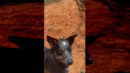 Playful Pooch Digs Trench for Stream