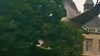 Ducks flying in a garden