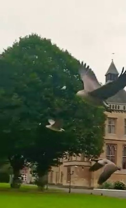 Ducks flying in a garden