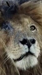 Scarface lion  الأسد الأسطورة سكارفيس اقوي واخطر اسد عرفه التاريخ