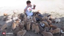 Guy Gets Smothered by Bunnies on Japan's Rabbit Island!