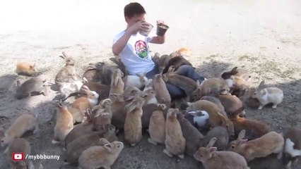 Guy Gets Smothered by Bunnies on Japan's Rabbit Island!