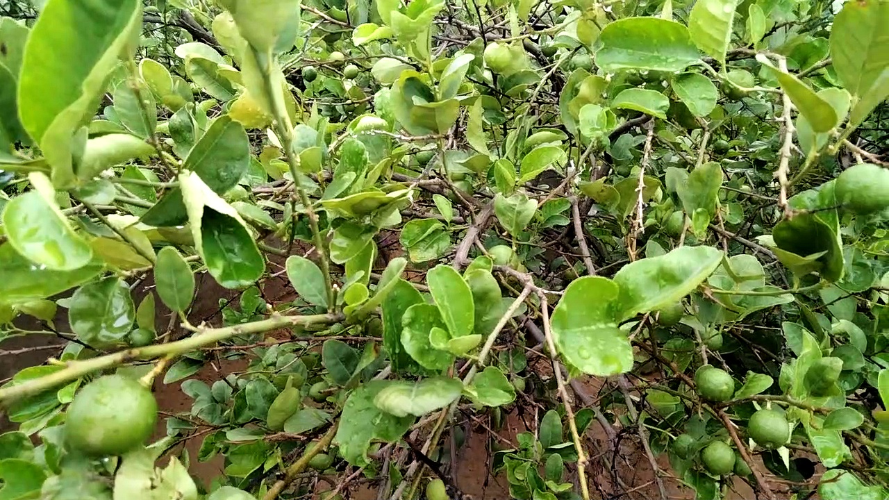 Lemon Tree || Beautiful Lemon Tree. #lemon #lemontree #leafs #nature