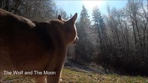 The Wolf and The Moon-Full Version-Back ground Music