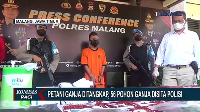 56 Pohon Ganja di Lereng Gunung Semeru Disita, Petaninya Ditangkap