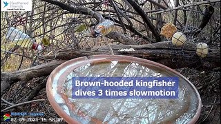 Three Slow-motion dives by a Brown-hooded kingfisher
