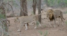 Lion couple l Eco Loop exit l Sabie River Kruger National Park